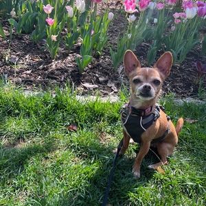 Meet your Posher, Anna